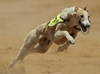 Greyhound racing sponsors abandon the industry: Lessons in disassociating your brand